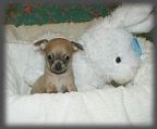 BABY PUPPIES - pictures and more info on web site: 
<br>1 x LC cream/white girl
<br>3 x SC blue girls
<br>1 x SC Blue Fawn Girl
<br>1 x SC Cream Boy
<br>
<br>Kedar (Est. 1995) Long & Smooth Coat Chihuahuas. The third generation to continue with the wonderful Chihuahuas from the Sandtoys (Est. 1950’s) & the Lanvilla (Est. Mid 1960’s) lines. Exhibiting in the regional & state area of NSW
<br>Kedar Chihuahuas have the following wins to their name. Best in show (BIS), Best in Specialty Show (BISS), Classes in Show, Best in Group (BIG), Best in Group Specialty Show (BISG), & classes in group, Best of breeds. We have produced many champions along the way!
<br>We breed every litter with the intent of producing a better Chihuahua than the one before! All Puppies or older dogs are Desexed, wormed, vaccinated, micro chipped, vet checked, & patella graded 
<br>There is an application questionnaire for you to fill in – please email & we will send this form to you. Price given once your application has been approved.
<br>Kedar Chihuahuas are retiring Australian Champions and retired breeding stock, males & females 18 months old and up - check out the website, phone or email for more information.