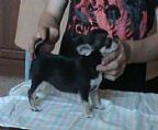I have for chihuahuas for sale pet only smooth coat males and one tiny long coat feamale for deatils email karenagry61@rbe.net.au