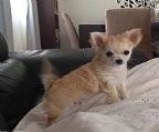 Queilana is offering 2 small long coat male chihuahuas to the best of homes only. <br><br>Harley and CJ are currently 12 weeks old, they are cheeky boys with personality plus. They have been raised in my home, are well socialised, used to other dogs and children and are loving out going babies.<br><br>Cj currently weighs only 700g and Harley weighs 850g I anticipate these boys will be very small upon maturity.<br><br>They have had their second vaccinations and vet check. They are upto date with worming. <br><br>These babies come from good quality bloodlines, both parents are Australian Champions, have nil patella grading and nil other health issues, they are well socialised and loving family members.<br><br>Harley is ready to go to his new home now.<br><br>CJ will be ready to go in 2-4 weeks time depending how he grows. <br><br>These babies come with full vet reports, microchipping, full worming, puppy packs, pedigree papers and 6 weeks pet insurance. Limited registration papers (no showing or breeding).<br><br>If you think either of these boys would suit your family please contact me intially by email, telling me about yourself. No time wasters please, serious enquiries only. Will not freight.