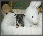 Kedar (Est. 1995) & Manoah (est. 1995) Long & Smooth Coat Chihuahuas<br><br>We are the third generation continuing with the wonderful Chihuahuas from the Sandtoys (Est. 1950’s) and the Lanvilla (Est. Mid 1960’s) lines. Exhibiting in the regional and state area of NSW<br><br>Kedar & Manoah Chihuahuas have the following wins to their name. Best in show (BIS), Best in Specialty Show (BISS), Classes in Show, Best in Group (BIG), Best in Group Specialty Show (BISG), and classes in group, Best of breeds. We have produced many champions along the way!<br><br>We breed every litter with the intent of producing a better Chihuahua than the one before! All Puppies are Desexed, wormed, vaccinated, micro chipped, vet checked, & patella graded <br><br>Photos of our new babies that are available now on our web site - Taking Deposits now<br><br>3 x Blue SC Girls<br>1 x Blue Fawn SC Girl<br>1 x Cream SC Boy<br>There is an application form for you to fill in – please email and we will send this form to you. Price given once your application has been approved.<br>All Available puppies and older dogs will be listed on our web site - all having fantastic & sweet personalities...<br>Alternatively to search through Google use CHIHUAHUASPECIALISTS<br>Contact via Phone: 0417 068 519<br>Email: info@chihuahuaspecialists.com<br>Web: www.chihuahuaspecialists.com