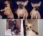 We have 3 cheeky Chihuahua males available now to go to their new homes. All 3 puppies are short hair and were born 31-12-12:
<br>
<br>\′Big Red\′ has a red black mask,
<br>\′Black Face\′ has a fawn black mask, and
<br>\′Little Boy\′ has a red black mask.
<br>
<br>Also available to go to new homes are 2 long haired pups born 17 Oct 12. \′Blue Boy\′ is a lovely silver blue male and little \′Anna\′ is a parti colour female. All pups are fully vaccinated and raised in a family home. 
<br>
<br>For more information, contact Ivan via phone or email. 
<br>Phone: (07)46328204 (please do not call after 6pm at night)
<br>Email: ivan713052@hotmail.com
<br>