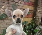 I have a very small girl for sale. she is 11 weeks and weighs 800 grams. She is very healthy and active and she wont be more than one and a half kilos at the most when she is fully grown. She is a fawn sable, has a beautiful head and is a beautiful little puppy.<br>She is from Aus.Champion lines and is vaccinated, microchipped and registered. <br>For price and further information phone<br>Barry Woodburn Home 0296824339<br>Mobile 0400 656 463<br>