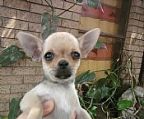 I have a very small girl for sale. she is 11 weeks and weighs 800 grams. She is very healthy and active and she wont be more than one and a half kilos at the most when she is fully grown. She is a fawn sable, has a beautiful head and is a beautiful little puppy.
<br>She is from Aus.Champion lines and is vaccinated, microchipped and registered. 
<br>For price and further information phone
<br>Barry Woodburn Home 0296824339
<br>Mobile 0400 656 463
<br>