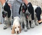 Chewjep Cocker Spaniels has to offer to loving pet homes, blue roan males and 1 female. All parents have been DNA tested for FN and PRA/PRCD, and these puppies will never develop either condition. All puppies have been vet checked, microchipped, vaccinated and wormed. They will each come with their own puppy pack and all information needed to get you started with your new baby. These puppies are being raised around my children and are very used to being played with. Puppies will be ready to go from the 16 March. For more information please call Catherine. 
<br>I also have a mature aged bitch for sale. 
<br>