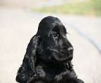 I am please to announce that I have a litter of five \