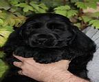 We are pleased to offer 2 BLACK GIRLS (full register) for loving new homes - born 12 February and ready for new homes from 18 April onwards
<br>
<br>Macdolly are PROUD ADVANCE AMBASSADORS. Home of multi Best in Show winners - and importing from UK, Denmark, France, New Zealand to increase our gene pools and investing in the breed. NO KENNELS our pups are house reared, very spoilts and lots of fun and get to play with all our adult dogs. 
<br>
<br>Your new puppy comes with 6 weeks pet insurance, first vaccination, microchipped, wormed, new toy, comprehensive care and feeding folder and Puppy Pack from ADVANCE.
<br>
<br>If you have the time to have a new puppy join you and can provide a happy forever home where the puppy will be part of your family please contact us.