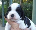 **** ELSPAN ****
<br>We have available black & white & blue roan boys & girls, These will be ready to leave for there new homes from the 15th May 2024.
<br>They will be Vaccinated, wormed, Registered with Dogs Victoria & microchipped.
<br>
<br>Parents are CLEAR of PRCD & FN tested by GSS.(pups are clear by parentage)
<br>
<br>