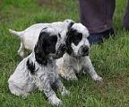 Doulton Cocker Spaniels are please to offer for sale puppies from our lovely Emilee (Ch Doulton Feature Model) and Hunter (Ch Lindridge Ive Arrived) born 14th February 2024.
<br>
<br>Puppies will be placed on the limited register and are from Clear parents. All puppies will be microchipped, vaccinated and vet checked. 
<br>
<br>Puppies are raised in the home environment. We at Doulton offer full support to our puppy buyers over the lifetime of the puppy.
<br>
<br>Contact Adrian on 03 62437983 to arrange to view the babies.
