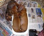 dachshunds for sale