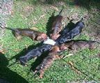 Dachshund Standard Smooth Puppies born 1st February 2024. For Sale as pets 1 Black + Tan Male, 1 Red Male, 1 Red Female. Immunised yesterday (15/03/2024 at 6 weeks) + Microchiped. To be sold as pets (NSW only) Must have good fences - preferences to people who have previously owned dachshunds.