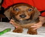 Standard Smooth Dachshund pup. Pups are available to pet homes.
