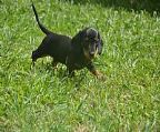 Mini Smooth Haired One Black and Tan female, 
<br>Micro chipped, vaccinated, and registered on main register.
<br>Mum is a silver dapple, dad a Black and Tan show champion.
<br>Born the 22nd of Feb.$1300, ready to go.
<br>This is re advertised due to first forever home falling through
<br>Contact 0417302735
<br>.