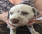 THE PUPPIES ARE HERE!<br><br>UNDAMURRA are pleased to announce the puppies have arrived 03.02.22 - 7 boys & 3 girls, both black and liver (chocolate) spotted babies.<br><br>Mother is Poppy - Kandyspot Red Poppy<br>Father is Jack - Aust. Ch. Whytewood Jack Athe Whytehouse (AI)<br><br>I have this gorgeous 7 week old chocolate brown (liver) spotted boy M/Chip 981000300617510 available & ready to go to his new home this Easter weekend.<br><br>All our puppies are vaccinated, wormed, microchipped, hearing tested, registered with Dogs Victoria on either the Full Register for show and breeding purposes or on the Limited Register for family companions. All puppies will take home a ′Puppy Pack′ with a toy, mummy blanket and information folder.<br><br>Puppies are raised and socialised with children and other dogs both inside and outside the house.<br><br>If you are interested in giving one of these babies a forever home, please feel free to contact Darleen either by text, email or by phoning 0421 181 439.<br>