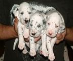 Dalmatian  puppies will be vet checked