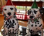 5 puppies Dalmatian, serious buyers
