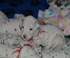 Dalmatian breeder, All puppies will be microchipped
