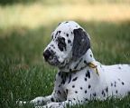 Pampard is pleased to offer a 10 week old female dalmatian with black spots.<br><br>She is a beautiful natured girl who has been raised with children.<br><br>She is ready to go to her new home now.<br><br>She has been vaccinated, wormed, microchipped, number 956000003030385, hearing tested with perfect hearing and is registered with the Victorian Canine Association.<br><br>Please contact <br><br>Shellie on 0433796333 or Jonathan on 0411695889