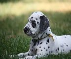 Pampard is pleased to offer a 10 week old female dalmatian with black spots.
<br>
<br>She is a beautiful natured girl who has been raised with children.
<br>
<br>She is ready to go to her new home now.
<br>
<br>She has been vaccinated, wormed, microchipped, number 956000003030385, hearing tested with perfect hearing and is registered with the Victorian Canine Association.
<br>
<br>Please contact 
<br>
<br>Shellie on 0433796333 or Jonathan on 0411695889