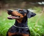 ** All boys have been reserved **
<br>
<br>We′re happy to announce the arrival of a litter on 21th February 2022.
<br>
<br>Dam - Fury (pictured)- Champion MonElite Made To Infuriate. Her mother is Ch Fireax Twice The Fun ET WAC, father Garisson Moravia Heart, imported from Czech Republic.
<br>Sire - Legend - Champion Fireax Viva La Leyenda the son of the most winning dobermann in Australia Grand Champion Kenardobe Indigo Master.
<br>
<br>Legend and Fury are the winning couple from the Sydney Royal Easter Show 2012, Legend winning Best of Breed and Fury being runner up.
<br>
<br>Both dogs have been extensively tested and all puppies will be DNA negative for DCM (cardio) by parentage. No puppy from this litter will be vWD affected. They have their dewclaws removed and are NOT docked.
<br>
<br>Puppies from this litter are expected to be very substantial and strong, with beautiful, powerful looking heads. They will be, of course, vaccianted, wormed, microchipped and vet checked.
<br>
<br>Our puppies are brought up in a house/family environment, they′re extensivelly socialised with a variety of people, children, taken for car rides and fed a natural diet. These puppies will be great show and obedience prospects, and of course fantastic companions and family members.
<br>
<br>Purchasing a puppy from us you′ll be provided with a life time of support for your dog and a great puppy pack. 
<br>
<br>For more information and to fill in a questionnaire/enquiry form please visit our website http://monelite.weebly.com/current-litter.html
