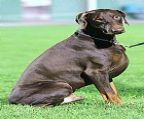 We currently have two lovely red/rust potential show puppies from our recent Zulu x Harlow combination that we are looking to place in co-owned show homes on breeders terms.
<br>
<br>Pups have dew claws removed and natural tails. 