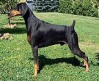 We have 2 litters available:
<br>Pups available to new homes end of April, whelped in New Zealand, legally docked, some will be imported to Australia.
<br>This litter is sired by our import, Fenix De Akido San (Imp Arg)(Pictured)
<br>Phoenix is sired by Multi Int Grand Ch & Multi Int champion Alex De Akido San (Arg), winner of the Eukanuba World Challenge in 2010 & finalist in 2011.
<br>
<br>The dam is Paris, Ch Coppertop Wot A Pitcha CD TD ET, an already proven producer with 4 champions from her first litter and a Best in Specialty show winner.
<br>Paris is a lovely example of the breed as well as being multi talented being awarded 4 titles, she has a very sweet & loveable temperament.
<br>
<br>The 2nd litter born in March in Australia & have natural tails, sired by Multi BISS Coppertop Rayz A Rumour, the dam is Coppertop Made in Heaven.
<br>Saxon has already produced some lovely specimens with bone and substance, great temperaments, who are having some great results in the show ring.
<br>
<br>All our puppies are raised on a natural diet, a complete booklet is supplied with the puppy. Pups will be vaccinated, microchipped,wormed regularly & vet checked.
<br>A veterinary certificate obtained states in their opinion, microchipping the pups before 6 weeks of age would significantly prejudice their health.
<br>
<br>We health test our breeding stock, all pups are Vwd free.
<br>
<br>Interstate transport can be arranged.
<br>
<br>Expression of interest now being taken. Please make contact via phone or email for a puppy inquiry form.