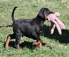 Our beautiful puppies have arrived, 
<br>
<br>We have 1 red girl, 2 black girls, 2 red boys and 2 black boys, and they will be looking for their forever homes mid April.
<br>
<br>Sire : Scharmeland Executioner, son of Int Ch, Br Ch, Am/Can Ch Charleston Yankee
<br>
<br>Dam : Montkristef Black Lady
<br>
<br>These puppies are from Ch and imported bloodlines and come on mains register with no restrictions, Reg with Dogs NSW. They have natural tails, dew claws removed, wormed, vaccinated, microchipped and will be VWD and DCM tested.
<br>
<br>Puppies come with pet pack, incl diet and health information and lifetime support
<br>
<br>At Montkristef we strive to produce the best in temperament, health and conformation and these puppies will have the best of care and socializing, there is no expense spared in the raising of our puppies.
<br>
<br>Deposits are now being taken, for enquiries phone 0266 424 305, Northern NSW area.
