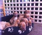 we have puppies avaiable from our recent litter from
<br>Moloscyg moet for me and Aus ch Denvin Atilla
<br>Male and females avaiable.
<br>puppies come with the usual requirments and also include
<br>puppy insurance,microchipping.
<br>
<br>chip numbers;
<br>956000008382583
<br>956000008382787
<br>956000008383235
<br>956000008392609
<br>956000008393887