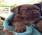 Breeder - RED GUARDIAN 
<br>
<br>Our 3 puppies are highly sought after. 
<br>
<br>Red Guardian Princess Grace Micro chip no: 956000003195196 
<br>Red Guardian Mighty Marcus Micro chip no: 956000003187424
<br>Red Guardian Bulldozer Bruno Micro chip no: 956000003186513
<br>
<br>They are beautiful, big boned puppies, very wrinkled and from Imported and Australian bred Champion bloodlines.
<br>
<br>Parents have exceptional temperments, love life, people and children. They can be taken anywhere with pride and confidence.
<br>
<br>Our dogs are bought up in a family environment on eight acres. 
<br>
<br>Our Stud Dog Red Guardian Napolean (Norm) is the most stunning example of the breed, with his own personality to match.
<br>
<br>He is a privilage to own as he is born and bred within Red Guardian Kennels and has the wonderful ability to mate naturally.
<br>
<br>Puppies are registered with VCC. Vet checked, wormed, 
<br>micro chipped,Vaccinate and Parents are hip and elbow scored. 
<br>
<br>Once you own a Dogue you will never want another breed in your family. 
<br>
<br>Our puppies are available to selected homes. 
<br>
<br>Contact Amanda to view our family and be really impressed or chat some more on 0488788479