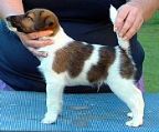 I have for sale 1 Tan & White male pup 3 months old. He is a very loving little boy and as I had 3 males in the litter I\′m not able to keep all of them.
<br>
<br>He would make a great pet for the right family, if you are interested please email or phone for more info.