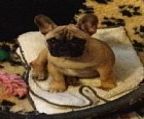 We have puppy\′s from a self welped line,(2) brindel female\′s and all from champion blood lines.<br>All pup\′s come microchipped and vaccinated and a vet health check and on limited register for all enquiery\′s please call me on 0434034003. <br><br>(NO EMAIL\′S OR TXT\′S,PHONE CALL\′S ONLY)<br><br>956000008871795<br>956000008836234<br><br>Photo of puppy is from previouse litter