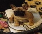 We have puppy\′s from a self welped line,(2) brindel female\′s and all from champion blood lines.
<br>All pup\′s come microchipped and vaccinated and a vet health check and on limited register for all enquiery\′s please call me on 0434034003. 
<br>
<br>(NO EMAIL\′S OR TXT\′S,PHONE CALL\′S ONLY)
<br>
<br>956000008871795
<br>956000008836234
<br>
<br>Photo of puppy is from previouse litter