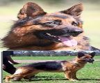 Bhuachaille German Shepherds, breeders of quality German Shepherds since 1968. 
<br>
<br>Bhuachaille Ramblin Rose, aca. \