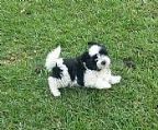 I have male and female pups available.Some are same colour as photo.<br>Photo on left is typical Yendale Havanese show quality puppy.<br><br>The father is a Canadian Import. I have Grand Champions in our bloodlines.<br>All pups will be vaccinated, micro-chipped, vaccinated, wormed, treated for fleas & ticks. In excellent condition, veterinarian check-up for clean bill of health before leaving here. <br><br>Most importantly, they are superb representatives of their breed, are bred from bloodlines which are from grand champions and imported bloodlines.<br><br>As it\′s impossible to keep all pups, these pups are offered to approved customers. I prefer they go to show homes but if you are looking for a pet Havanese, which will grow up to look as a Havanese should. <br><br>They are brought up in my home since birth, they get to hear voices TV radio other dogs, they will be toilet trained that’s why I keep them longer so it saves you training, it’s already been done! Then contact me.<br><br>They are not kennel pups! Very important to purchase a good healthy socialized puppy thats home bred!. Preferably from a show person that actually shows the dogs.<br><br>Pups go at 10 weeks of age. Two pups from last litter went to well know show homes, which is nice to again have my Prefix in other states. They are winning already.<br><br>You can look at my web page to see some of my other photos we are accepting deposits for the pups now. Email me if you want more photos and info.<br><br>Cheers for now,<br>Phillip<br>
