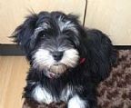 All puppies from our recent litter have now been sold to their forever families. 
<br>
<br>All puppies are temperament tested at 7 weeks to ensure the right puppy goes to the right family. We welcome visitors to come and meet the Kerris Havanese fur kids.
<br>
<br>Our website contains lots of Havanese information, including details of our substantial and informative Puppy Pack.
<br>
<br>If you are interested in becoming a Havanese owner, please contact us via email for our Puppy Questionnaire. Phone calls to discuss these puppies and Havanese in general are also welcome.
<br>
<br>Kerris Havanese is the only Dogs NSW Accredited Breeder and has been nominated as Master Breeder of the Year 2024 by Master Dogs Breeders Association.