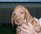 Announcing: We are expecting a litter of puppies to be whelped approx 14th April and ready for new homes mid June. Soooo excited. Notify us of your interest to add a loving,intelligent,affectionate & energetic Hungarian Vizsla puppy as the newest member of your family.
<br>***Sorry our waiting list is full***
<br>