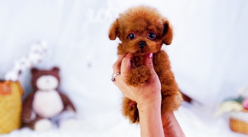 Toy poodle puppies for sale. From DNA screened parents. 3 stunning examples of the breed. 1 girls and 2 boys.
<br>
<br>– First vaccinations
<br>
<br>– Health checked
<br>
<br>– Microchipped
<br>
<br>– Wormed every 2 weeks
<br>
<br>– Flea treated before leaving
<br>
<br>– Puppy pack included
<br>
<br>Mum is a pure King Charles cavalier
<br>
<br>Dad is a pure red Toy poodle
<br>
<br>We can deliver in to your house for convenience.
<br>
<br>