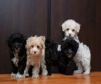 MALTI POO puppies for sale