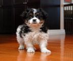 We have 3 Mal Shih puppies currently available.
<br>
<br>They where born on December 13, 2024 and are now ready for homes.
<br>
<br>There was 2 Males and 1 Female in the litter.
<br>Only 2 Males Left
<br>
<br>1 Tan & Cream Female - SOLD
<br>1 Black & White Male
<br>1 Tri Colur Male
<br>This litter will weigh 10 – 12 lbs as adults and are $ 675 + hst
<br>
<br>If you are interested in our Mal Shih puppies and have any questions or would like to reserve your new puppy please give us a call or send us an email.
<br>
<br>To view our other puppies please see our puppies for sale page.
<br>
<br>A puppy is not promised unless a Deposit has been given.