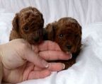 BUY YOUR PUPPY FROM A BREEDER! ONLY A BREEDER CAN: *SHOW YOU THE PARENTS *SHOW YOU THE REGISTRATION/PEDIGREE TO PROVE ITS PURE BREED *SHOW YOU THE HEALTH CERTIFICATE/HISTORY FROM PARENTS *GIVE YOU EXPERIMENTED ADVICES FROM PUPPY TO ADULT
<br>—————-
<br>***READY TO GO NOW ***
<br>Toy Poodle puppies born October 30, 2024.
<br>These beautiful puppies come from champion lines from both parents\\\\\\’ sides. My puppies are all CKC registered, microchipped, vaccinated, dewormed and guaranteed.
<br>
<br>Female, 4-5 lbs adult, $ 2,800 *SOLD*
<br>———————————————————
<br>***TAKING DEPOSIT NOW ***
<br>Toy Poodle puppies born December 13 and 29, 2024.
<br>These beautiful puppies come from champion lines from both parents\\\\\\’ sides. My puppies are all CKC registered, microchipped, vaccinated, dewormed and guaranteed.
<br>
<br>Male,MAHOGANY, 6-7 lbs adult, 3,000$ *SOLD*
<br>Male,cream, 3-4 lbs adult, 3000$*SOLD*
<br>Female, apricot, 4-5 lbs adult, 2,500$*SOLD*
<br>Male, MAHOGANY RED, 4-6 lbs adult, 3,000$ *AVAILABLE*
<br>Femaale, MAHOGANY RED, 4-6 lbs adult, 3,500$ *AVAILABLE*
<br>———————————————————
<br>JOHANNE BERARD
<br>Éleveur / propriétaire
<br>Breeder/ Owner
<br>Teacup – Tiny Toy – Toy
<br> LA CHIC PATTE
<br>450-744-0730