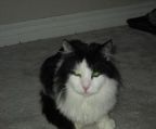  Adult Male Cat - Ragdoll-Scottish Fold: \