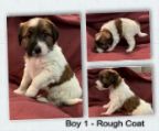 Jack Russell Puppies - 3 Males