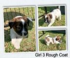 Our pups are looking for their perfect families to make them part of their forever family. Born 20 April 2022. <br><br>They have been raised in our family home and are really well socialised by having lots of time with our kids who love to play with them and of course cuddles and playtime with mum and dad and our super cruisy cat Jazz.<br>They′ve been regularly wormed and have now been vaccinated, micro-chipped and vet-checked...... they will be ready for their furever home on Sat 15 June 2022.<br><br>Mum is a tri-colour smooth coat and Dad is a tri-colour rough coat. Both have lovely natures and are very loyal Family Dogs.<br><br>Puppies are purebred - no papers <br><br>Puppy will come with a puppy pack which includes wet/dry food they have been eating, scent blanket, worming tablet, chew sticks and toys. <br><br>Please msg, call or text if you are a genuine buyer and will provide a loving and safe home