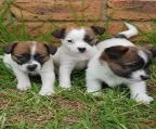 loving male and female Jack russell terrier puppies