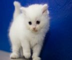 Beautiful Tica registered purebred ragdoll and ragamuffin