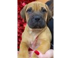 Bullmastiff puppy for sale