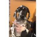 Harlequin Puppies for sale