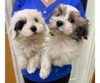 two puppies havanese 