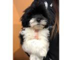 Beautiful havanese bichon puppies, males and females raised in a family environment