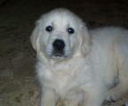 Golden-Retriever-puppies kennel