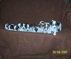 Toucansto is proud announce the arrival of our 5 lovely quality Jack Russell Terrier puppies 3 males 2 females.<br><br>Born on the 16-2-2013.<br><br>Be ready for there new loving home at 8 weeks old 13-4-2013.<br><br>All pups will be wormed from 2 4 6 8 weeks old and vet checked,vaccinated ,Miro-Chipped.<br><br>All puppies are raised in a family environment with children.<br><br>All pups will be on limited register with Dogs NSW.<br><br>For further information Please Contact Laurie on (02)49339141 or 0411016756<br>